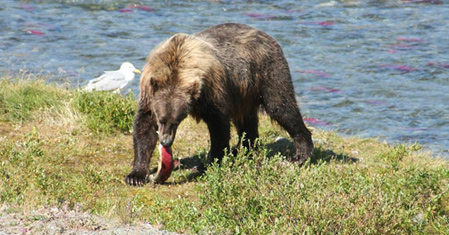 Alaska Our Way Sightseeing Tours